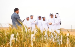 الصورة: الصورة: ثاني الزيودي: مزرعة القمح بمليحة قصة نجاح لاستدامة الغذاء