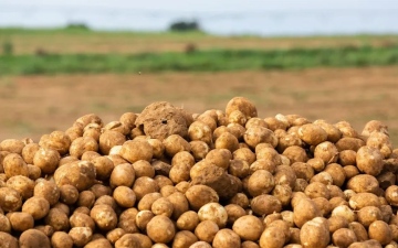 الصورة: الصورة: من الخُضروات أم الحبوب؟ .. مساع أمريكية لتغيير تصنيف البطاطا