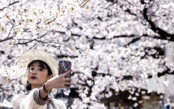 الصورة: الصورة: تفتّح أزهار الكرز في طوكيو يلهم الفنانين