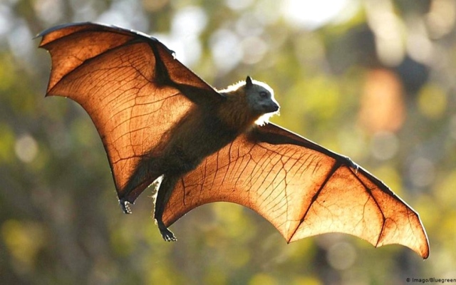 الصورة: الصورة: التنوع البيولوجي لدى الخفافيش يفيد البشر