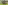 الصورة: الصورة: «جوهر جرين» بطل كأس الوثبة في لاتست