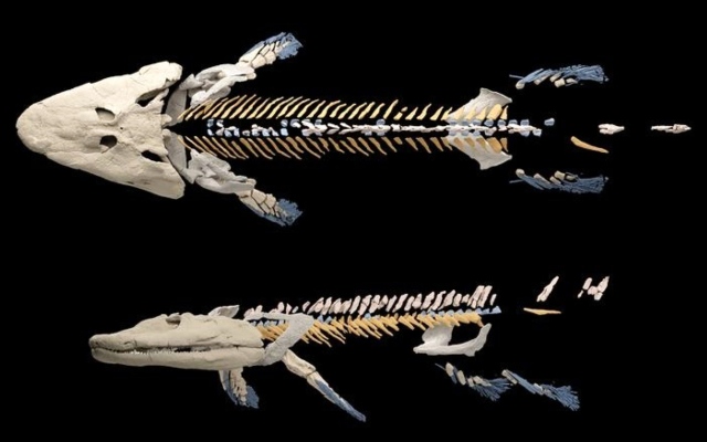 الصورة: الصورة: سمكة أحفورية تكشف أسرار التطور