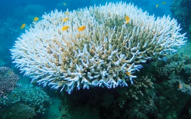الصورة: الصورة: «المرجان الأبيض» .. ظاهرة تهدد البيئة