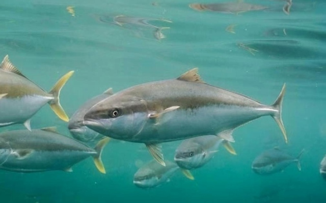 الصورة: الصورة: أسماك استوائية في مياه أستراليا جراء تغيّر المناخ