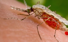 الصورة: الصورة: قفزة في المعركة العالمية ضد المرض .. نتائج مبشرة لعقار للرضع المصابين بالملاريا