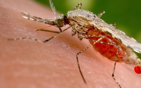 الصورة: الصورة: قفزة في المعركة العالمية ضد المرض .. نتائج مبشرة لعقار للرضع المصابين بالملاريا
