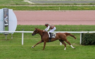 الصورة: الصورة: مهرجان منصور بن زايد.. 7 خيول تتنافس على اللقب غداً بفرنسا