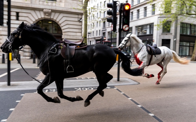 الصورة: الصورة: خيول فارَّة تُحدث بلبلة في لندن وتصيب 4 أشخاص بجروح