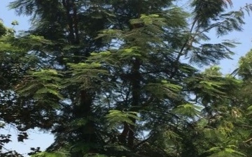 الصورة: الصورة: شجرة نادرة في مصر تقود لاكتشاف مهم
