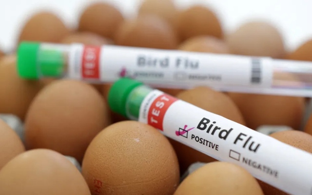 الصورة: الصورة: منظمة الصحة العالمية تكشف حجم مخاطر أنفلونزا الطيور