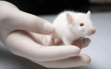 الصورة: الصورة: هل تتلاعب فئران التجارب بنتائج الاختبارات العلمية؟