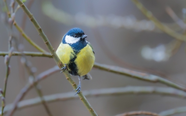 الصورة: الصورة: مراقبة الطيور تحسّن الصحة العقلية