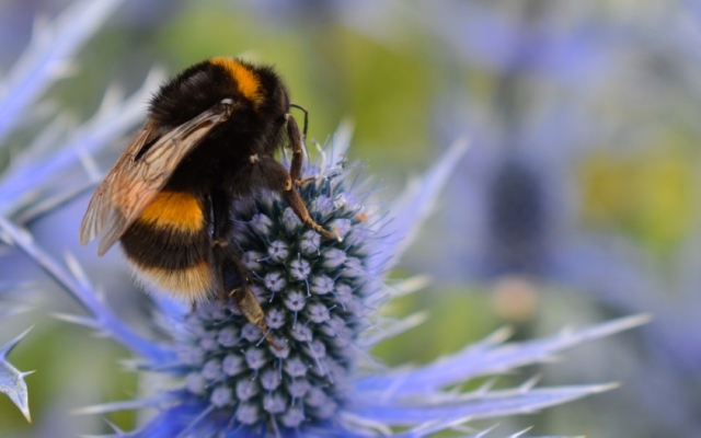 الصورة: الصورة: النحل الطنان يكافح لإنقاذ يرقاته من تغير المناخ