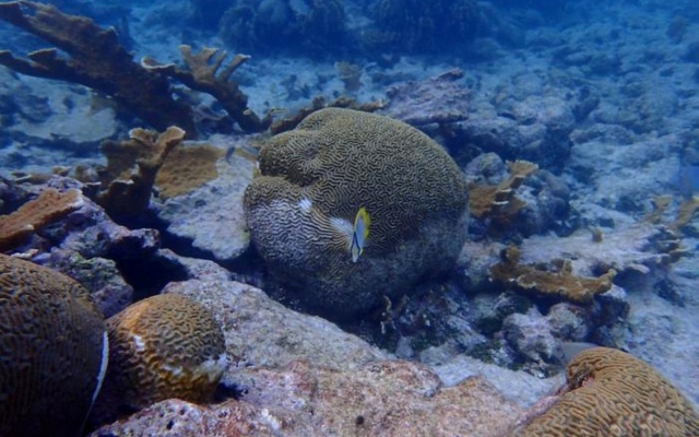 الصورة: الصورة: مرض فتّاك يدمر شعاب الكاريبي المرجانية