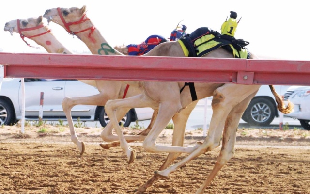 الصورة: الصورة: ميدان الذيد يشهد منافسات سباق سن الفطامين للهجن