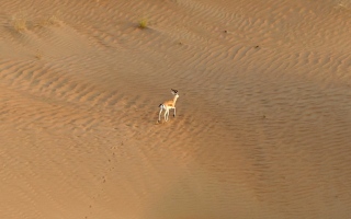 الصورة: الصورة: لوحة من صحراء «مرغم»