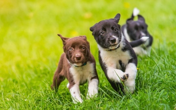 الصورة: الصورة: دراسة: إناث الكلاب تستطيع تمييز أنين صغارها دون غيرهم