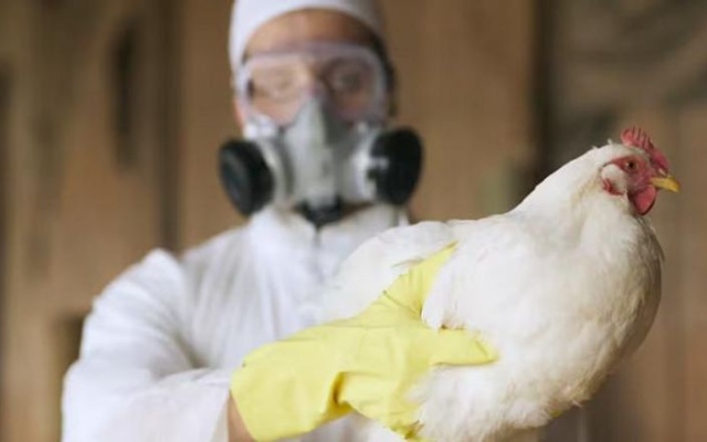الصورة: الصورة: اكتشاف سلالة شديدة العدوى من فيروس إنفلونزا الطيور في مزرعة ثالثة بأستراليا