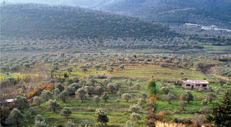 شجرة الزيتون السورية عراقة وحاضر اقتصادي أخضر البيان